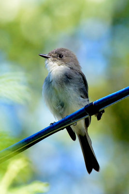 flycatcher-65129.jpg