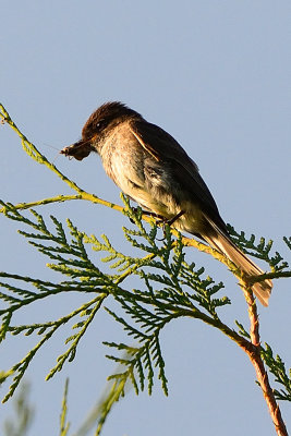 flycatcher-64232.jpg
