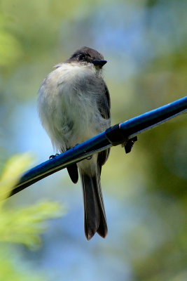 flycatcher-65134.jpg