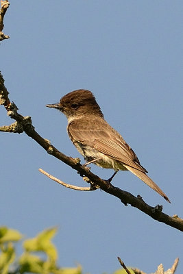 flycatcher-64252.jpg