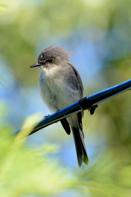 flycatcher-65138.jpg