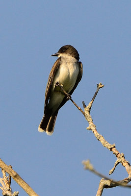 eastern-kingbird-64250.jpg