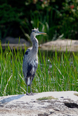 Great-blue-heron-10614.jpg