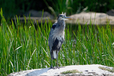 Great-blue-heron-10615.jpg