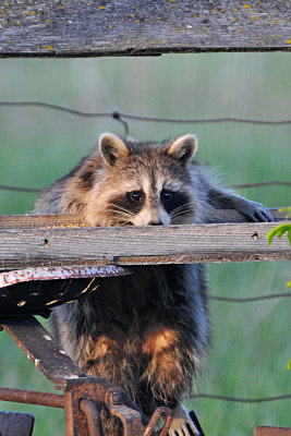 racoon-at-bird-feeder-0179.jpg