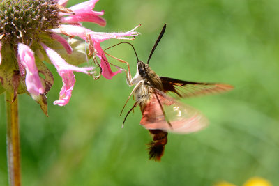 hummingbird-clearwing-moth-64478.jpg