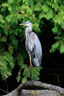 Blue-Heron-65074.jpg