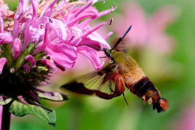 hummingbird-clearwing-moth-0456.jpg