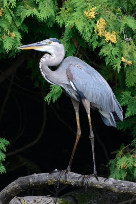 Great-Blue-Heron-65061.jpg