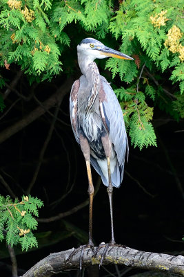 Great-Blue-Heron-65063.jpg
