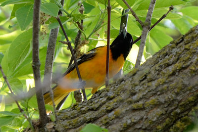 oriole-63064.jpg