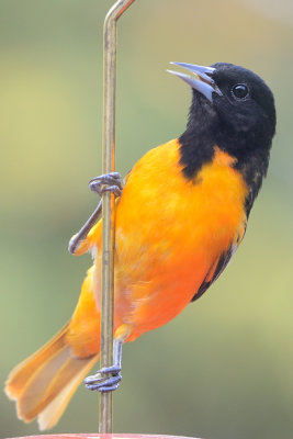 oriole-63120.jpg