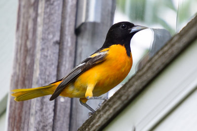 oriole-62993.jpg