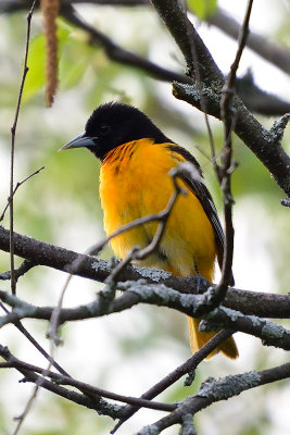 oriole-63009.jpg