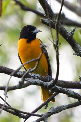 oriole-63007.jpg