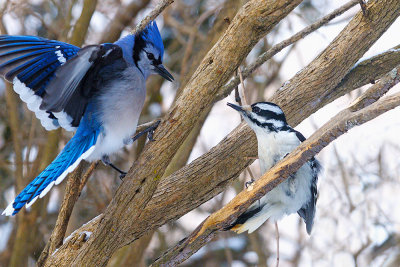 Bluejay-and-Hairy-woodpecker-8982.jpg