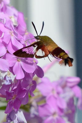 hummingbird-clearwing-moth-64415.jpg