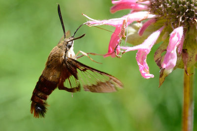 hummingbird-clearwing-moth-64480.jpg