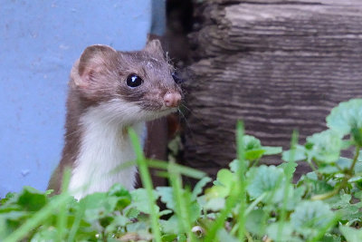 weasel-62961.jpg