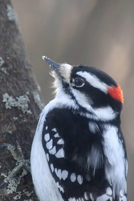 downey-woodpecker-5237.jpg