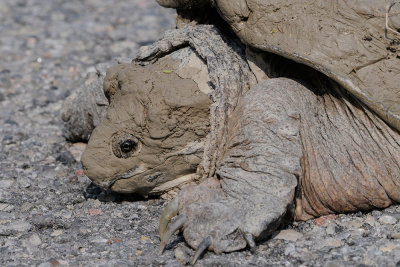 snapping-turtle-(monster size) 5894.jpg