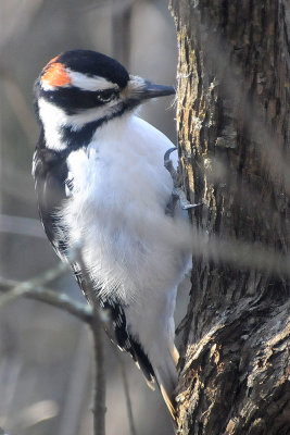 downy-woodpecker-5228.jpg