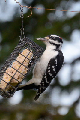 hairy-woodpecker-65441.jpg