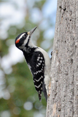 hairy-woodpecker-65438.jpg