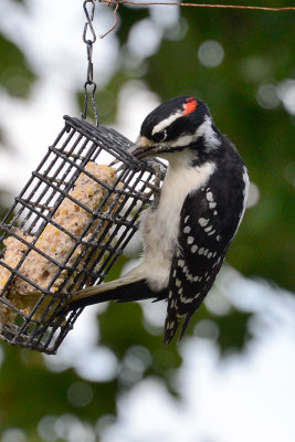 hairy-woodpecker-65445.jpg