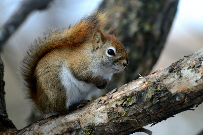 red-squirrel-9802.jpg