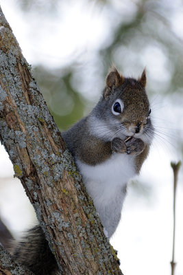 red-squirrel_DSC0547.jpg