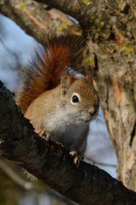 red-squirrel-9685.jpg