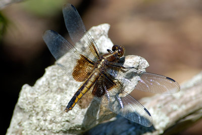 Dragon-Fly-3301.jpg