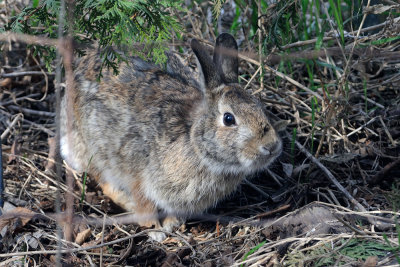 cotton-tail-rabbit-9955.jpg
