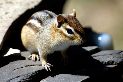 chipmunk-2730.jpg