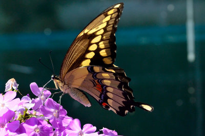 butterfly-10956.jpg