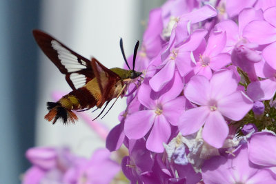 hummingbird-clearwing-moth-64414.jpg