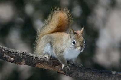 red-squirrel-9749.jpg