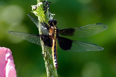 dragon-fly-3067.jpg