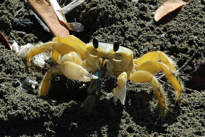 crab.jpg