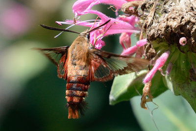 hummingbird-clearwing-moth-64580.jpg