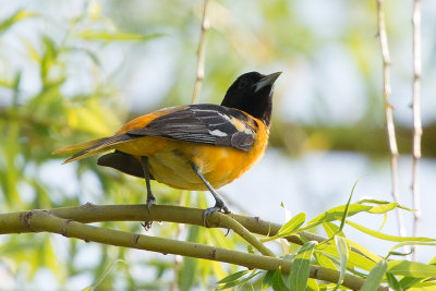 oriole-63055.jpg
