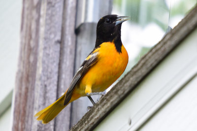 oriole-62995.jpg