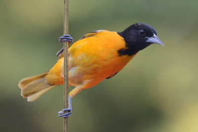 oriole-63114.jpg