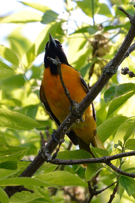 oriole-63071.jpg