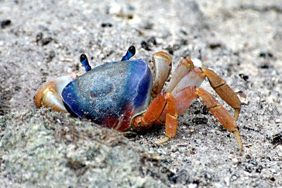 blue-crab-4138.jpg