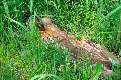 white-tailed-fawn-4380.jpg