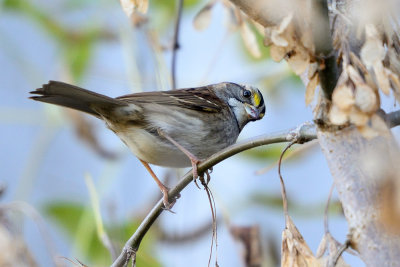 White-throated-Sparrow-65657.jpg