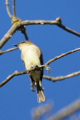 flycatcher-65664.jpg