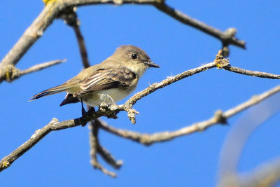 flycatcher-65662.jpg